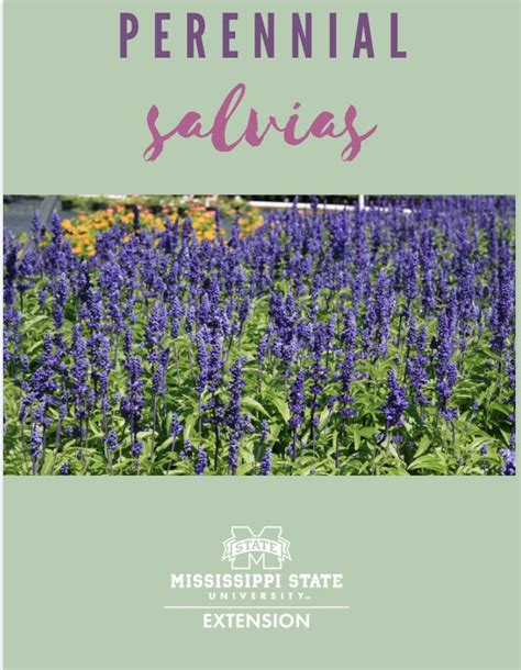 Choose A Perennial Salvia For Recurring Garden Wins Perennials