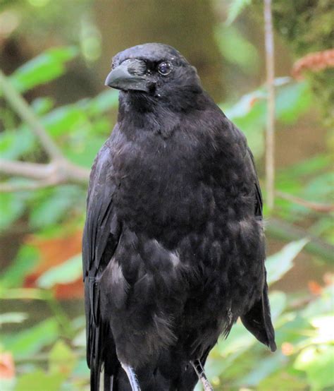 Crow Iv Free Stock Photo Public Domain Pictures