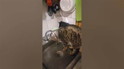 Диета жажда все имидж ничто! жажда- все!!! - YouTube имидж ничто! жажда- все!!! - YouTube Диета жажда все