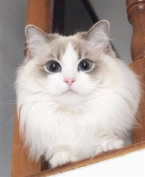 A Fluffy White Cat Sitting On Top Of A Wooden Chair Next To A Window Sill