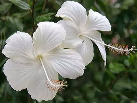 White Hibiscus Flowers Wallpapers Beautiful Flowers Wallpapers