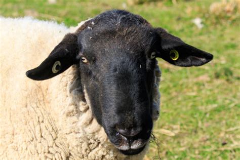 Scottish Blackface Sheep Stock Photos Pictures And Royalty Free Images