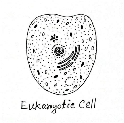 Eukaryotic Cell Definition Features Structure Examples