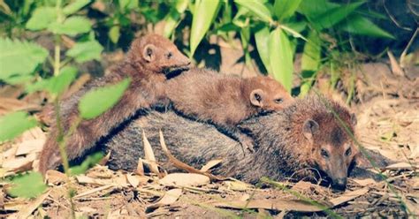 Maybe you would like to learn more about one of these? Cara Ternak Musang Luwak atau Musang Peliharaan - HoBinatang