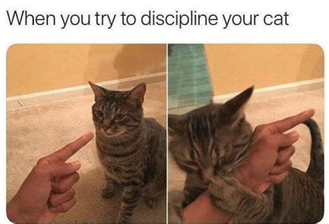 32 Cat Memes To Give You A Fabulous Caturday Funny