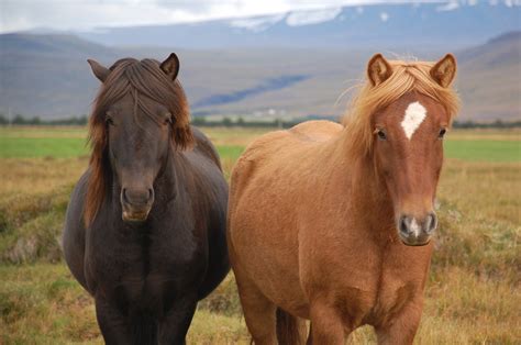 Fileicelandic Horses Borgarnes Iceland Wikimedia Commons