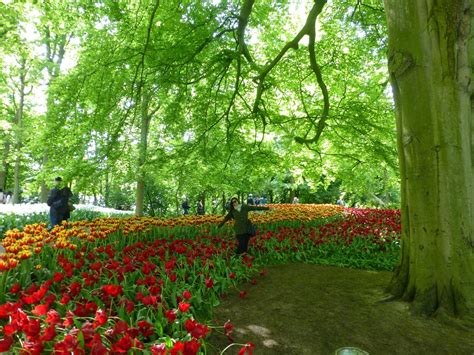 The Garden Of Europe Keukenhof Lisse The Netherlands Safe And