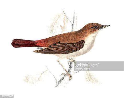 Nightingale Bird High Res Illustrations Getty Images