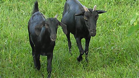Black Bengal Goat Prof U K Atheya Dairy Animal India