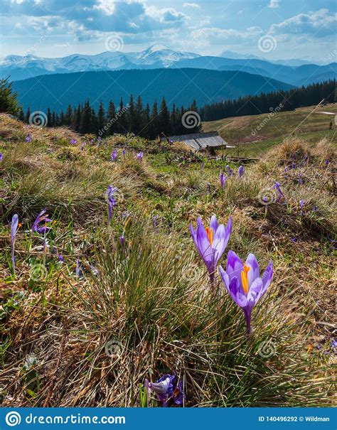 Purple Crocus Flowers On Spring Mountain Stock Photo Image Of Nature