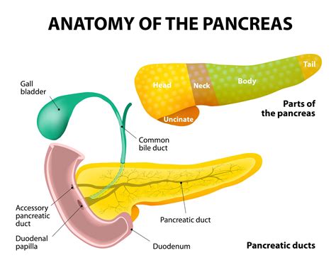 Pictures Of The Pancreas Beating Pancreatitis