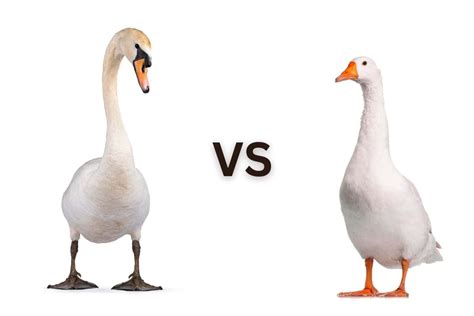 Swan Vs Goose Whats The Difference