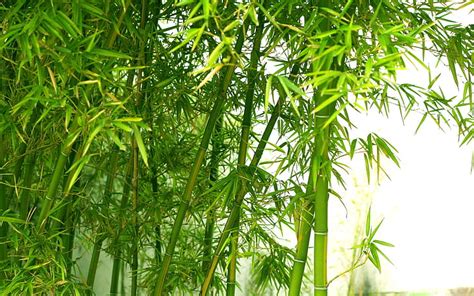 Hd Wallpaper Green Bamboo Texture Backgrounds Nature Bamboo