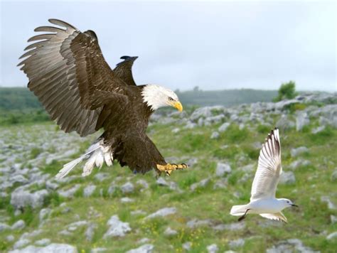 What Do Bald Eagles Eat All You Need To Know I Thebirdpedia