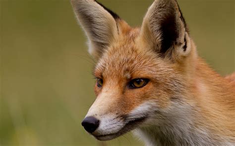 Fox Face Eyes Close Up Wallpapers Hd Desktop And Mobile Backgrounds