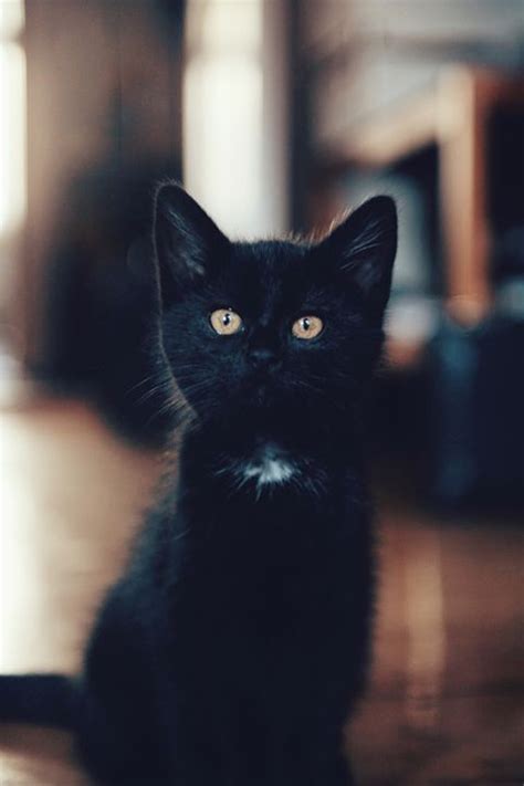 Check out these japanese cat names inspired by fictional characters and everyday people. 20 Best Black Cat Names - Male and Female Black Kitten Names