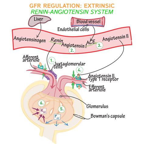 Physiology Glossary Glomerular Filtration Rate Extrinsic Regulation
