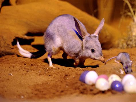 Easter Bunny Australia Introduces Easter Bilby Video Life And