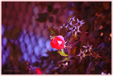 Blooming Beauty Photograph By Sonali Gangane Fine Art America