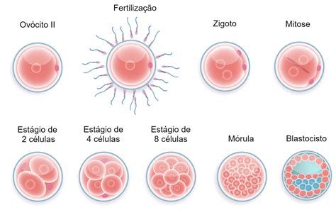 Mórula desenvolvimento embrionário Biologia InfoEscola