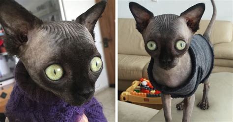 Sphynx Kitty With Rare Neurological Condition Looks Like A Bat And It