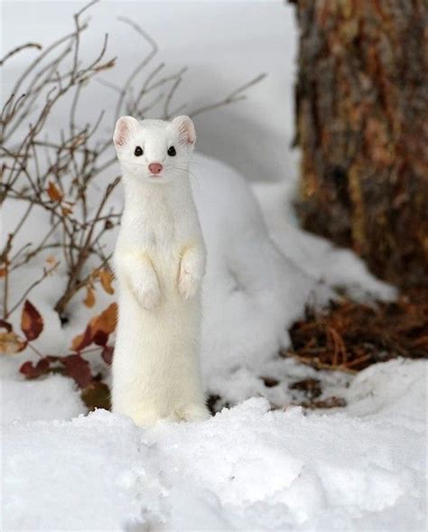 6 Hokkaido Animals That Hide In Snow Cute Animals Nature Animals