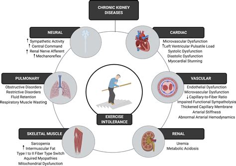 Exercise Intolerance In Kidney Diseases Physiological Contributors And