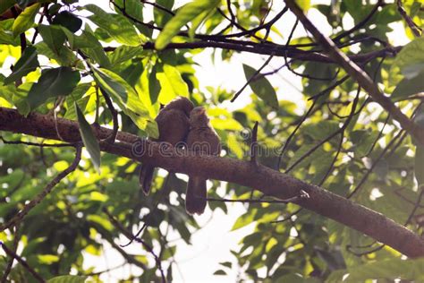 Ceylon Rufous Babbler Sri Lanka Endemic Stock Image Image Of