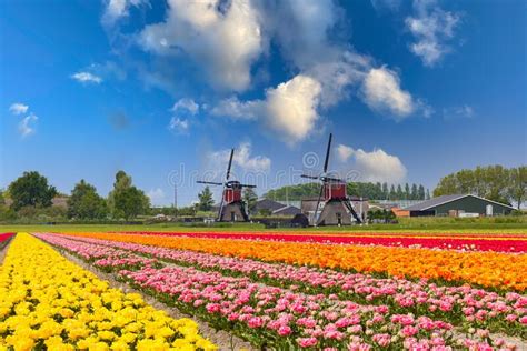 Traditional Dutch Landscape With Colorful Blooming Tulips And Two