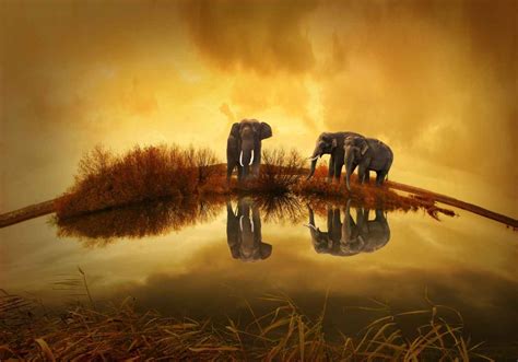Elephants In The Anthropocene Rewilding World Elephant Alliance