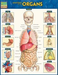 These diagrams are also professionally utilized to display complex mathematical concepts by professors, classification in science, and develop sales strategies in the business industry. QuickStudy | Anatomy Terminology Laminated Study Guide ...