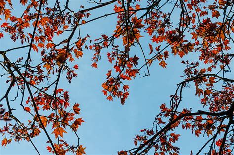 Maple Branches Leaves Tree Sky Hd Wallpaper Peakpx