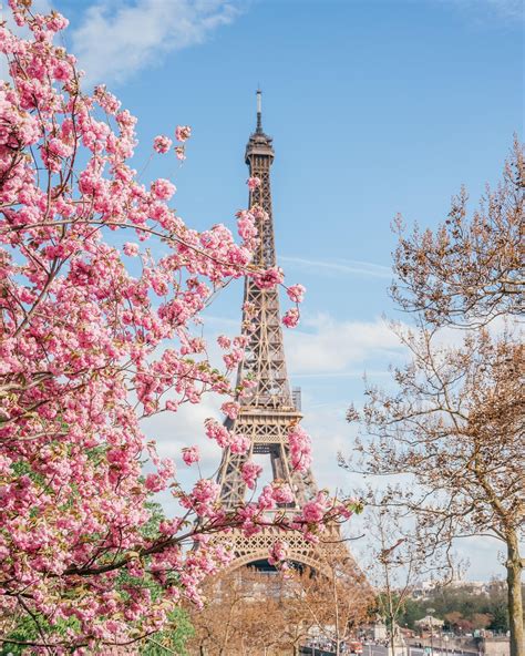 Best Places For Cherry Blossoms In Paris — This Life Of Travel