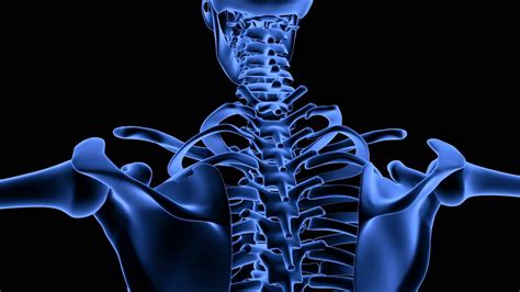 Royalty Free Medical Human Skeleton System Hd Footage Shoulder