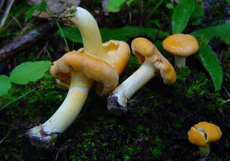 Cantharellus Lateritius At Indiana Mushrooms