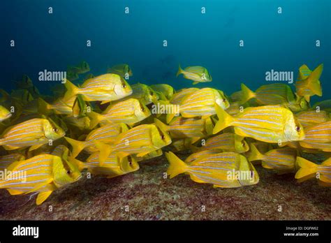 Shoal Of Panamic Porkfish Anisotremus Taeniatus Cabo Pulmo Marine