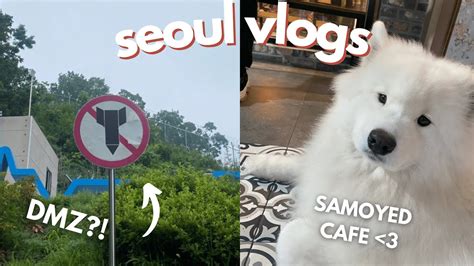 Seoul Vlogs Samoyed Dog Cafe And Visiting The Dmz Youtube
