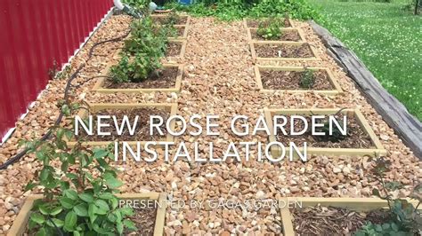 Building A Rose Garden Youtube