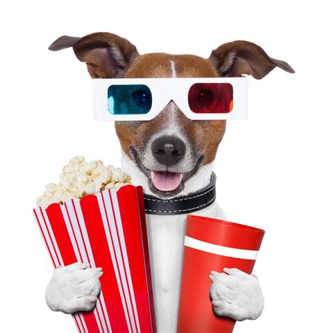 Can Dogs Eat Popcorn Healthier Steps