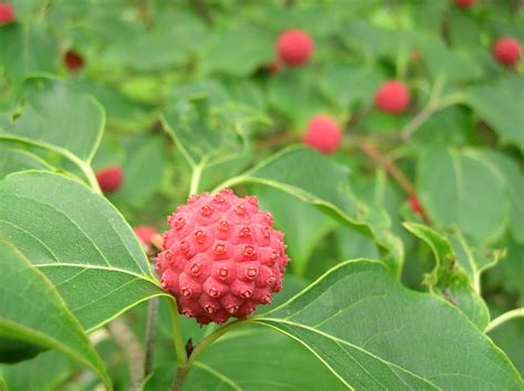 We did not find results for: The Skillful Bee: Favorite Garden Trees and Shrubs Zone 5-6