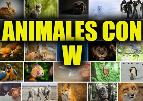 Animales Con W Lista De Animales Que Comienzan Con W Y Explicaciones