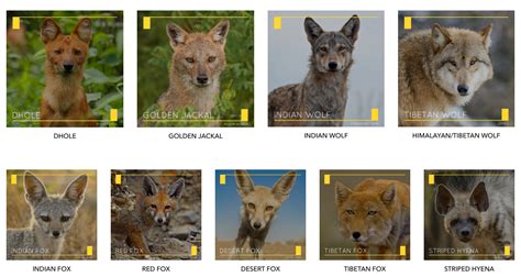 Contribute To Wild Canids India Project Conservation India