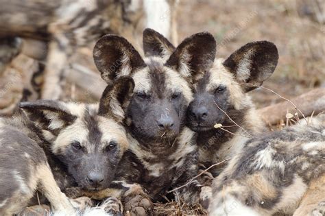 African Wild Dog Puppies Stock Image C0296348 Science Photo Library