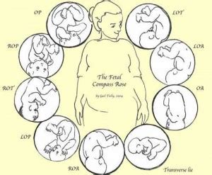 But it's as though baby doesn't want me on either side! Transverse Lie Fetal Position | Mother Rising