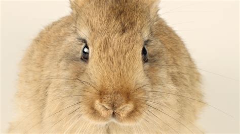 Wallpaper Face Nose Whiskers Ears Fauna Mammal Vertebrate
