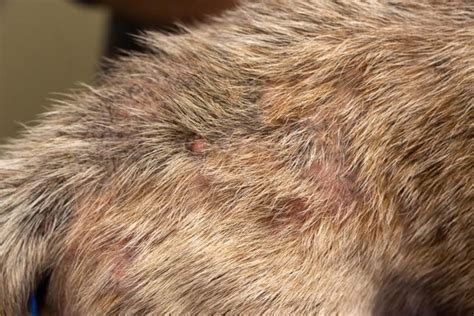 Flea Allergy Dermatitis In Dogs Signs And Treatment Petmd