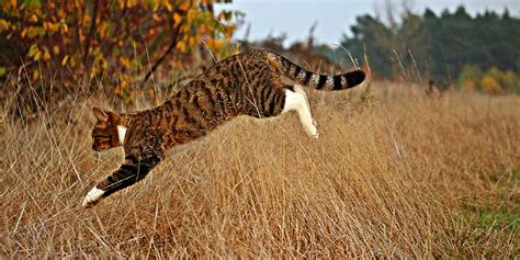 Understanding The Hunting Behaviour Of Cats International Cat Care