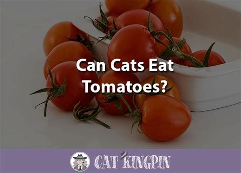 He says feeding your cats with organic tomatoes is. Can Cats Eat Tomatoes? - Cat Kingpin