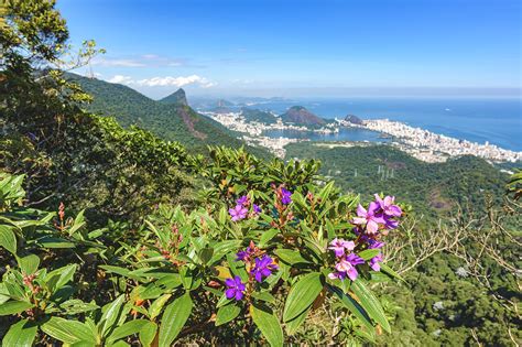 Parque Nacional Da Tijuca No Rio De Janeiro A Maior Floresta Urbana Do Mundo Go Guides