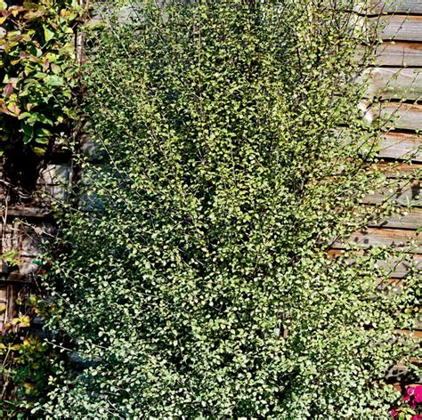 Silver Sheen Pittosporum Shrubs At Lowes Com